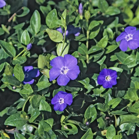 Several large, brilliant purple flowers scattered over dense, deep green leaves.