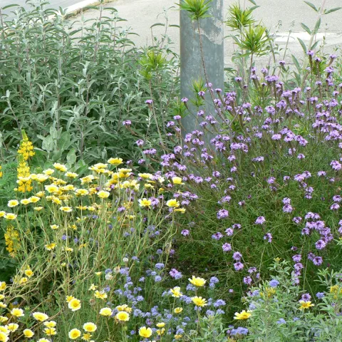 Photo of a mixture of blooming California wildflowers.