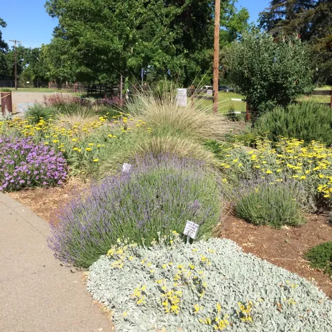 The Demo Garden at Patrick Ranch has an All-Star Garden devoted to plants that do especially well in our climate. Laura Kling