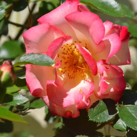 Picture of a hot pink Betty Boop rose.