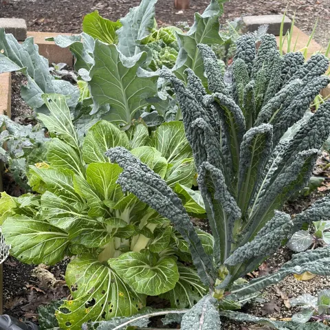 Kale and bok choi are among the edibles thriving in the Edible Garden in January. Anne Ryder