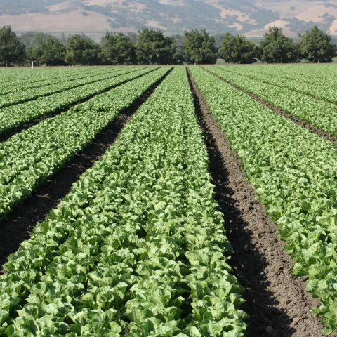 Field with rows of lettuce. Orchard trees and hills in the distance.