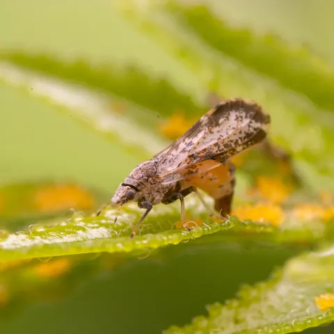 Small moth-like insect with wings broadest in the apical half, mottled, and have a dark brown band around the outer half laying yellow almond shaped eggs on green leaves.