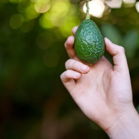 Avocado Harvested Off A Tree
