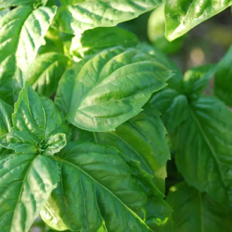 Basil Large Leaf, Joan Cloutier.jpg