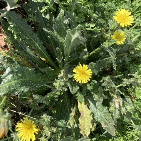 Bristly oxtongue