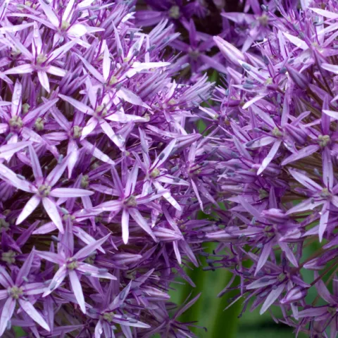 lavender pom poms of allium flowers