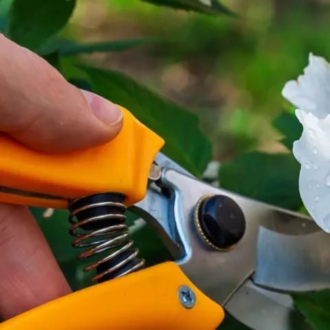 a hand with orange hand pruners is snipping a pink rose from the bush