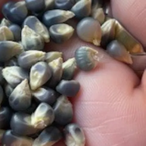 hand holding a palmful of seeds