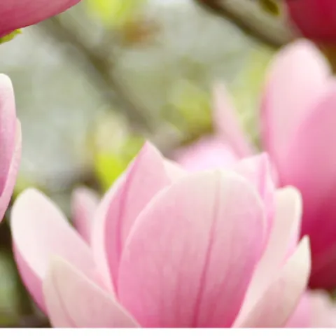 pink magnolia flowers