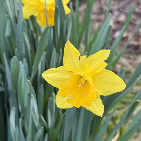 Photo of yellow daffodils blooming.