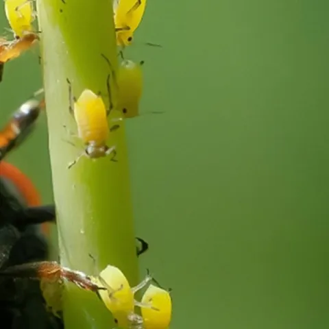 Lady bud eating aphids on a plant