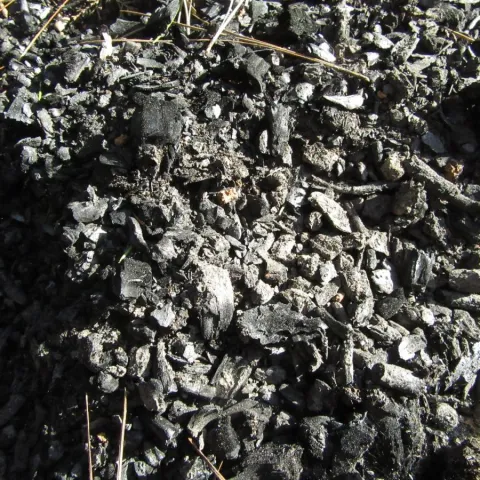 Biochar on the ground.