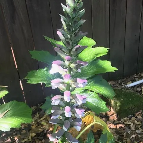 Acanthus Flower