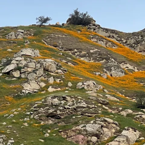 Rocky hill with abundant golden wildflowers