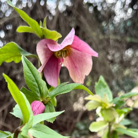 Lenten roses
