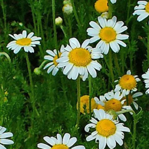 Chamomile flowers