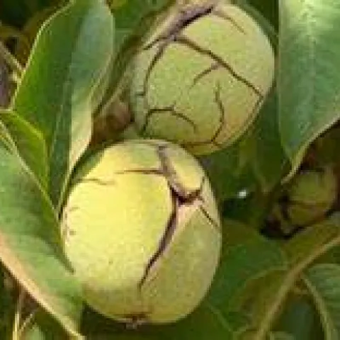 walnut tree