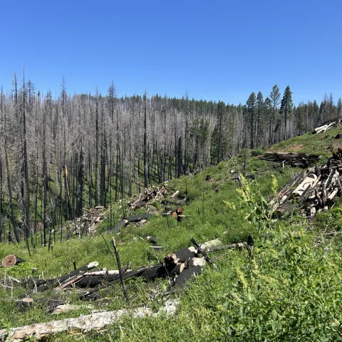 Shrubs in a post-fire mixed conifer forest, with burned trees in the background.