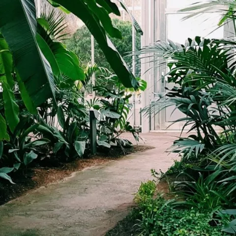 Plant Posthuman plant symbiosis