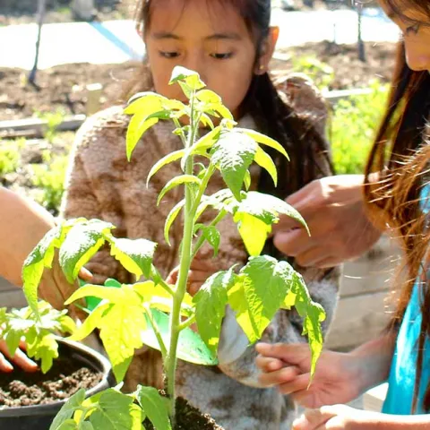 Busy Gardener Month to Month - San Juan Capistrano