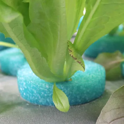 Hydroponics - Corona del Mar