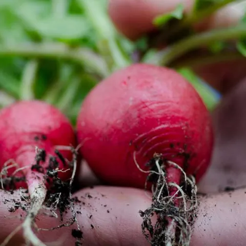 Grow it Now: Warm Season Vegetables - Laguna Beach