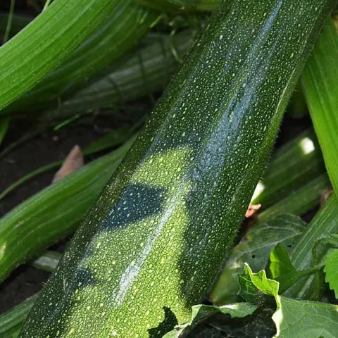 Grow it Now- Spring Planting - Laguna Woods