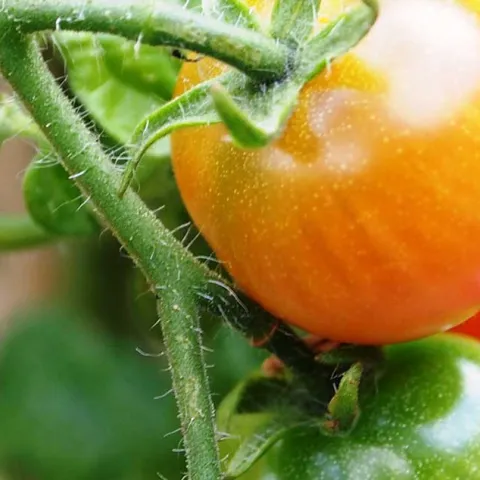 Tomatoes A-Z - Anaheim