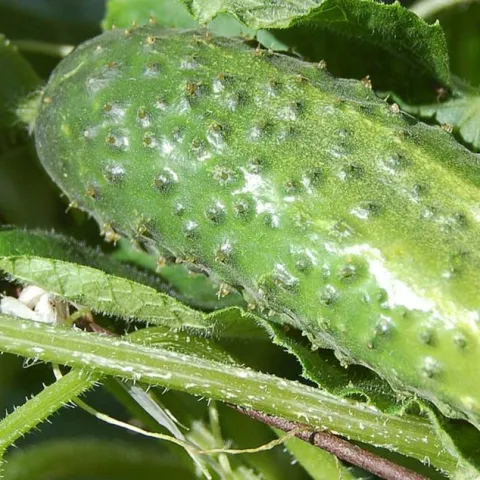 Grow It Now Warm Season Vegetables - Huntington Beach