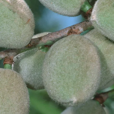 Almonds on a branch