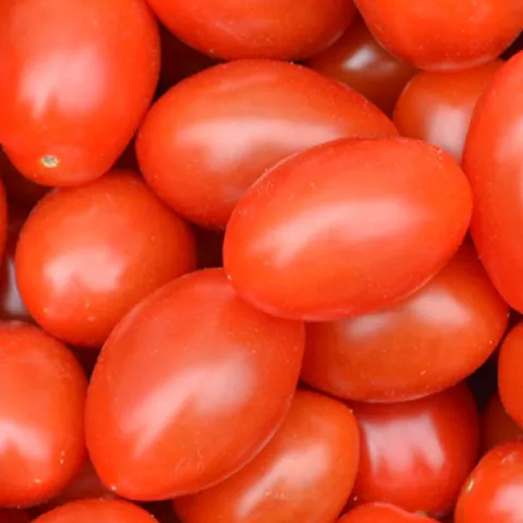 Processing Tomatoes