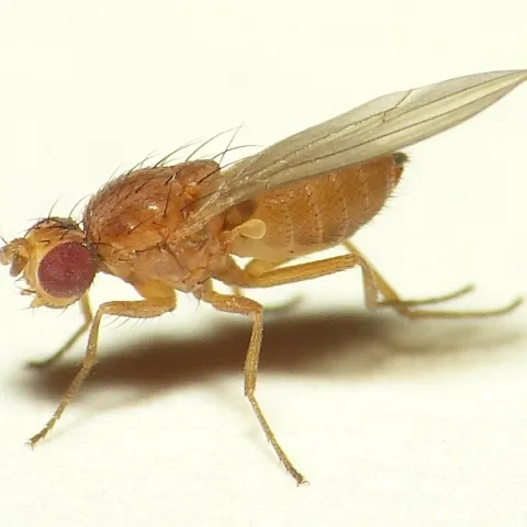 Scaptomyza flava in The Netherlands. (Photo by Dick Belgers, Wikipedia)