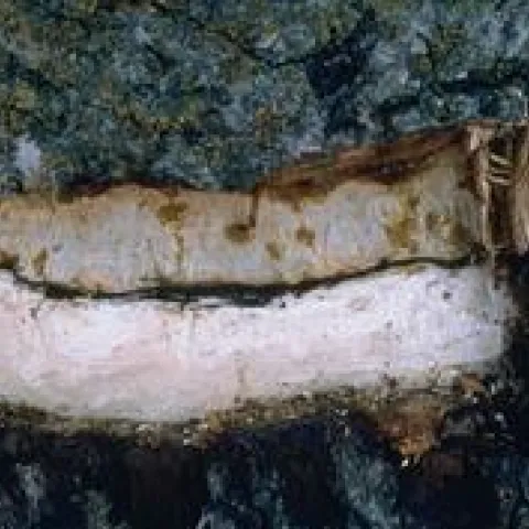 Blackline Disease in Walnut