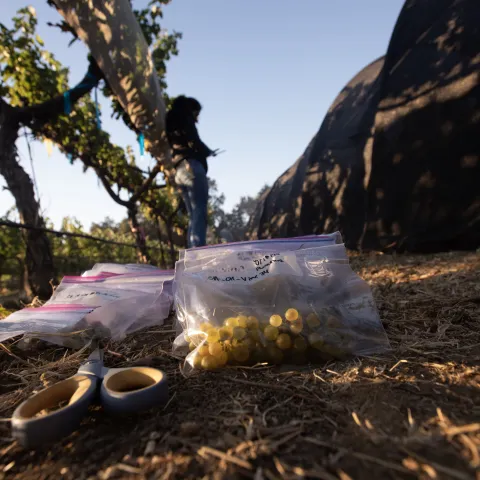 Ground-level view of a grape harvest scene with scissors and bags of harvested grapes