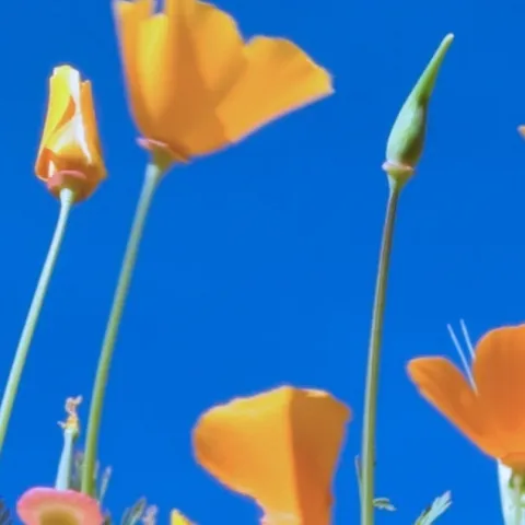 Create a Wildflower Orb