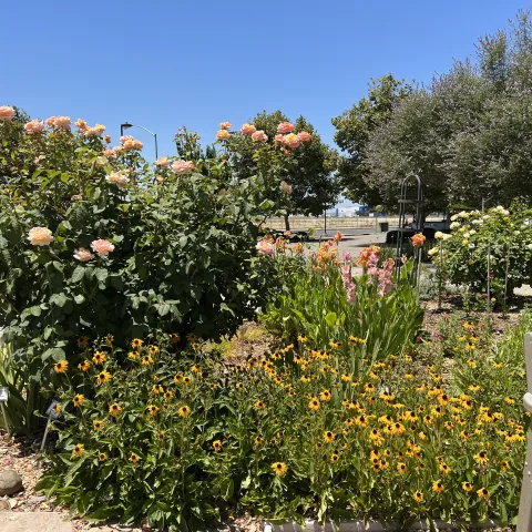 Black-eyed Susans, roses, Iris' and other flowers in the cutting garden