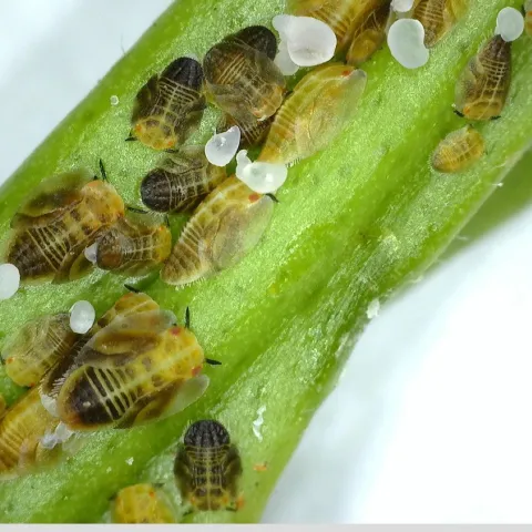 ACP Nymphs and Adults