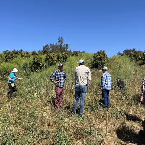 Avocado Field Day