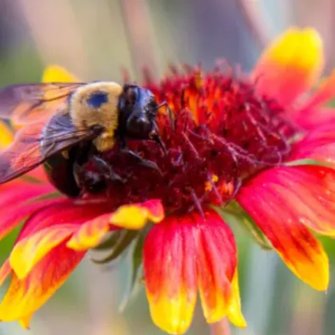 bee on flower