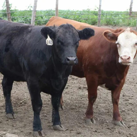 beef cattle