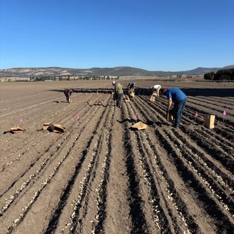 People drop garlic into long seed beds in a field