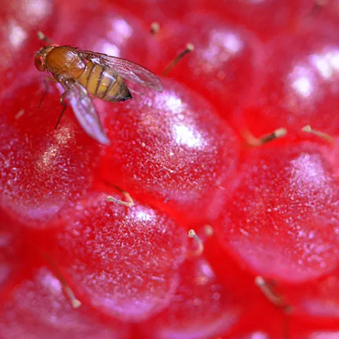 Spotted-wing drosophila on raspberry. (Photo by Kathy Keatley Garvey)