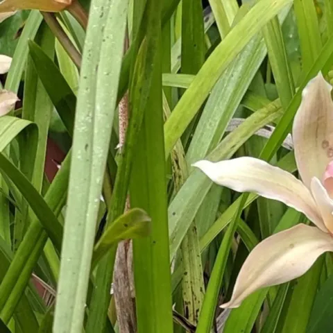 foliage and flowers of cymbidium orchids