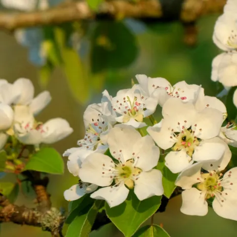 white pear flowers on twigs