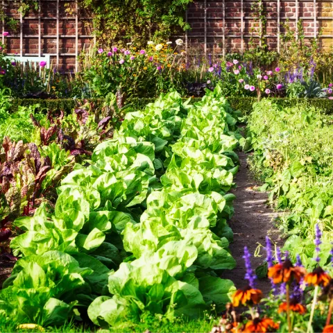 a home garden with rows of vegetables