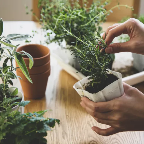 close up of hands tending to a small potted rosemary plant with other small potted herbs in the background