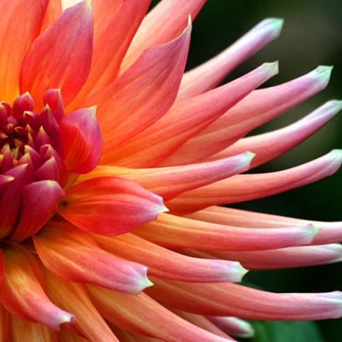 peach dahlia flower