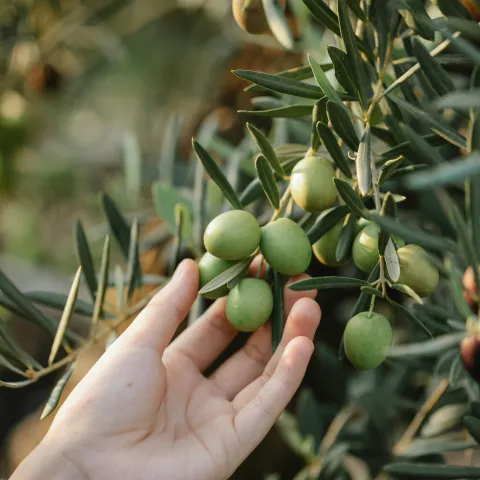 hand reaching to pluck some olives from a tree