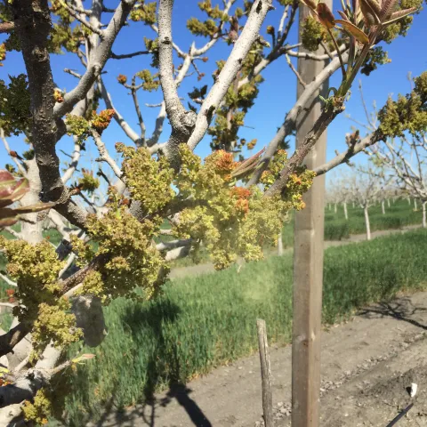 Pollen shed from male pistachio